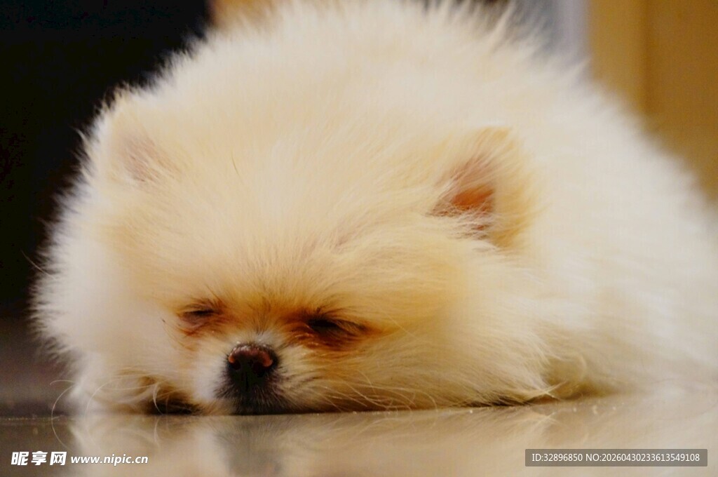 趴着的可爱白色博美犬
