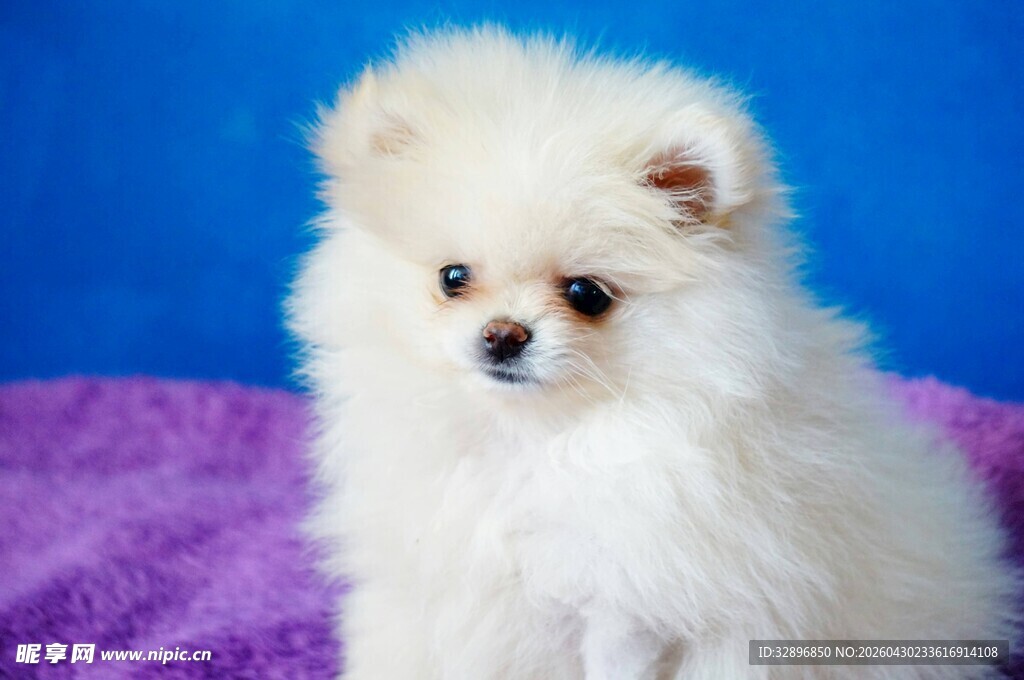 可爱小白博美犬