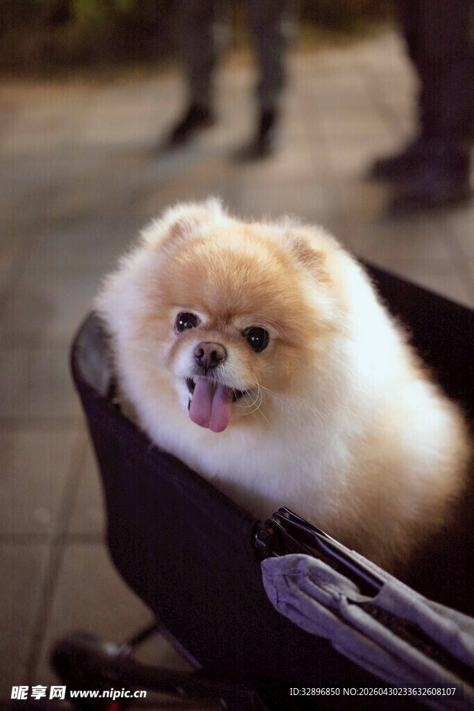 可爱博美犬坐在容器中
