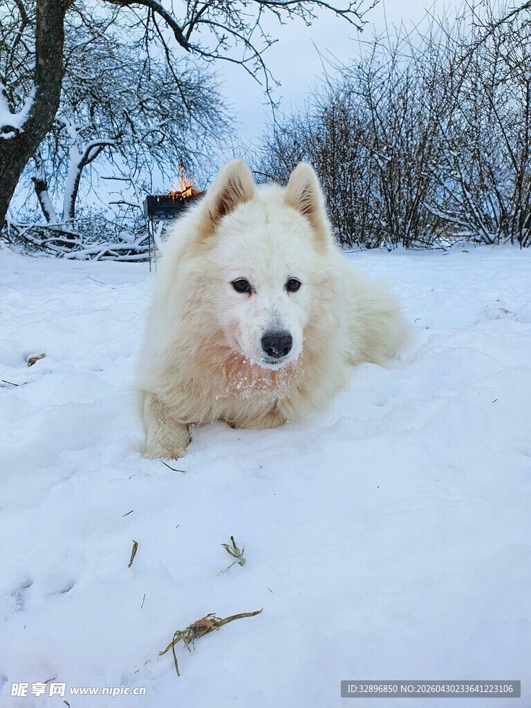 雪地中的萨摩耶犬