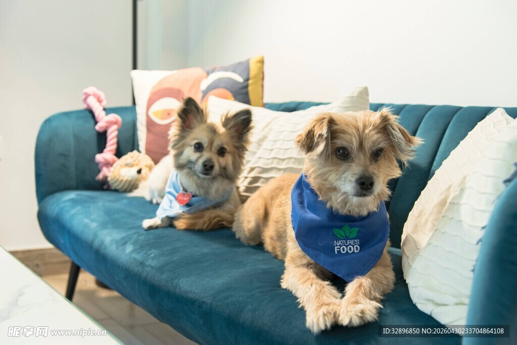 三只萌犬惬意趴沙发
