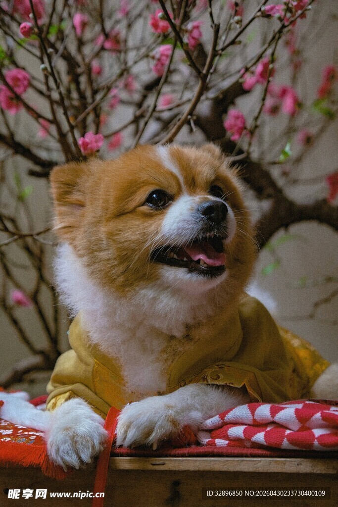 萌宠小狗穿新衣赏春花