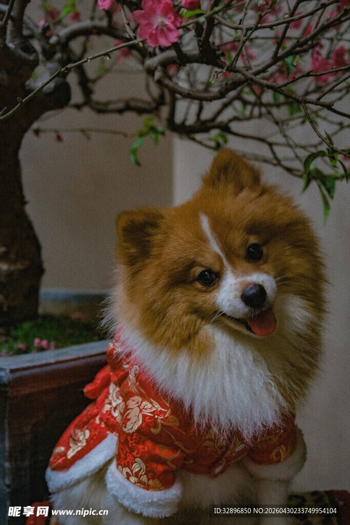 穿唐装的可爱博美犬