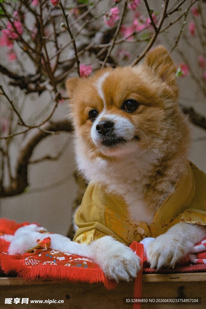 穿唐装的可爱柯基犬