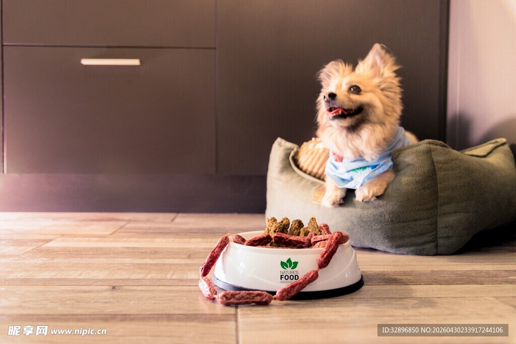 小狗惬意享用美食