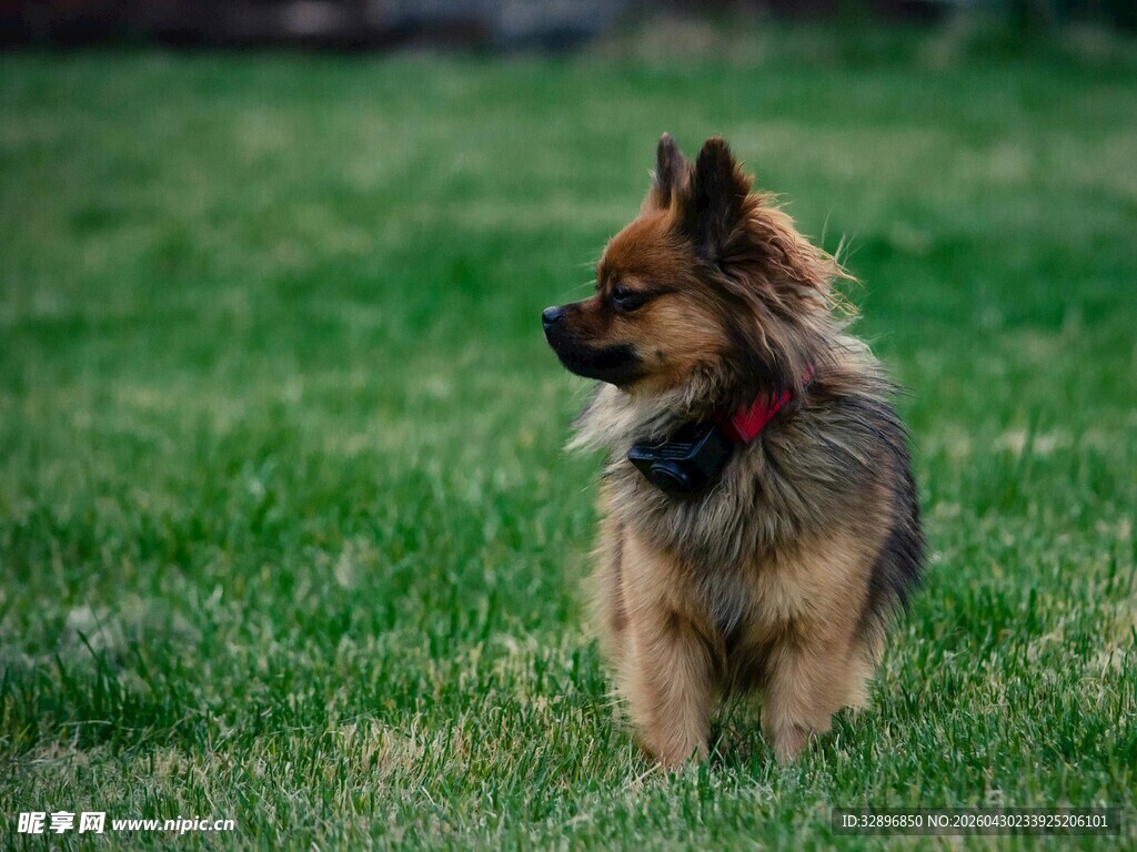 草地上的长毛宠物犬