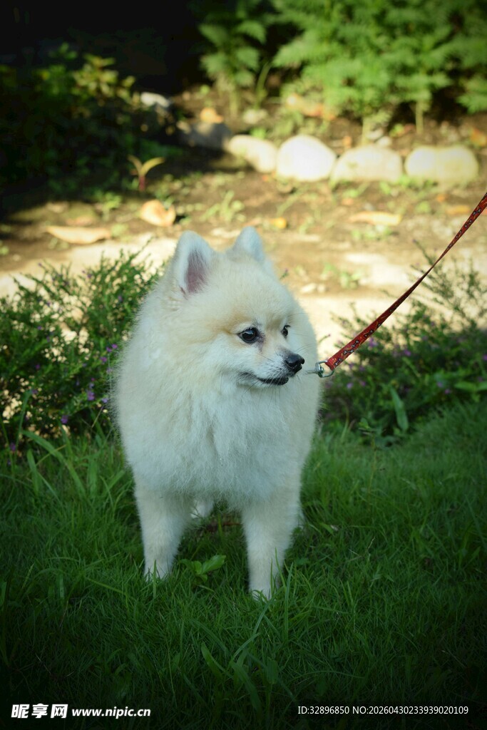 草地上的白色博美犬