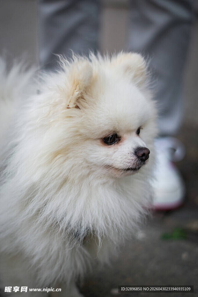 可爱博美犬特写
