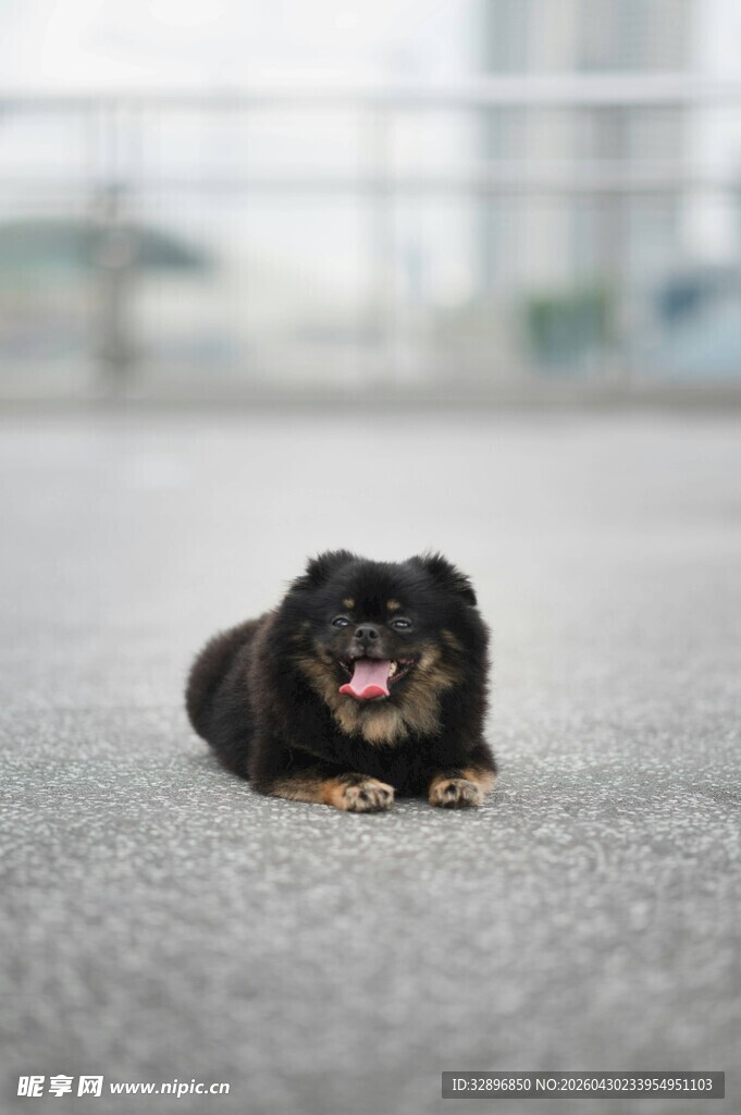 可爱小黑狗趴在地面
