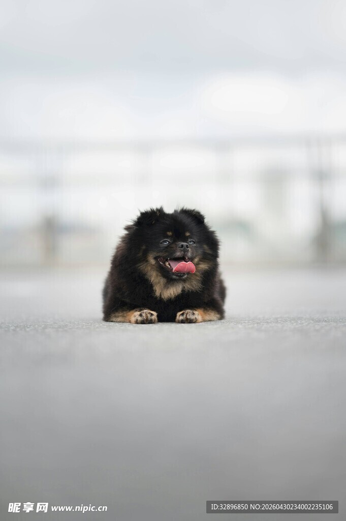 奔跑的小黑狗