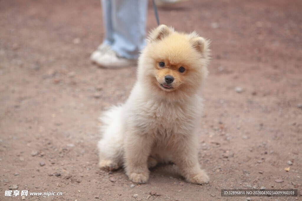 可爱博美犬坐于户外