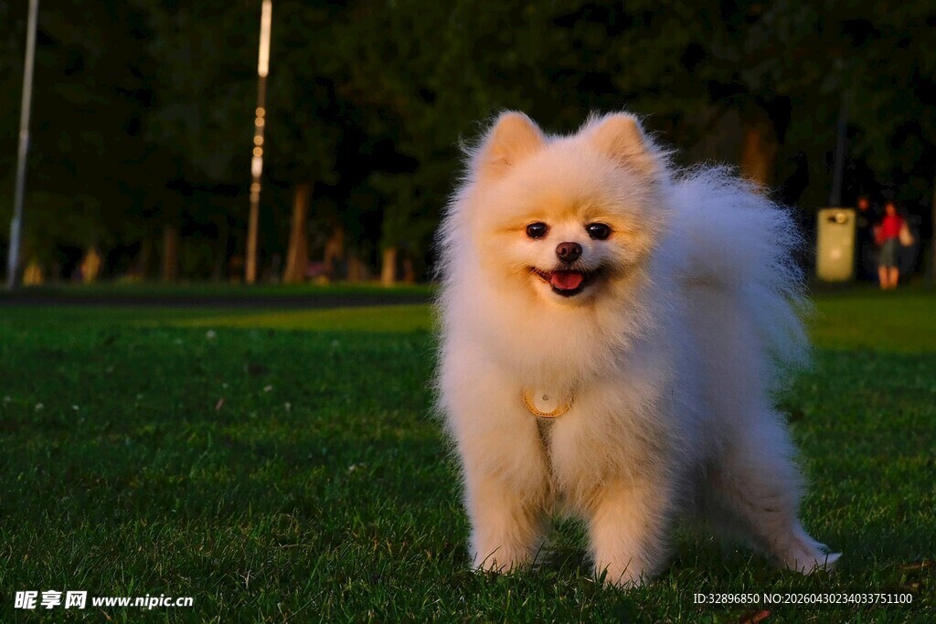 草地上的可爱博美犬