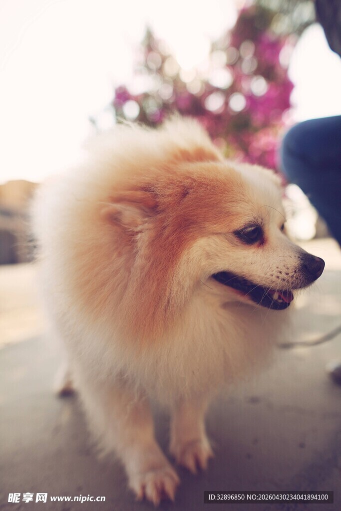 可爱博美犬站立模样