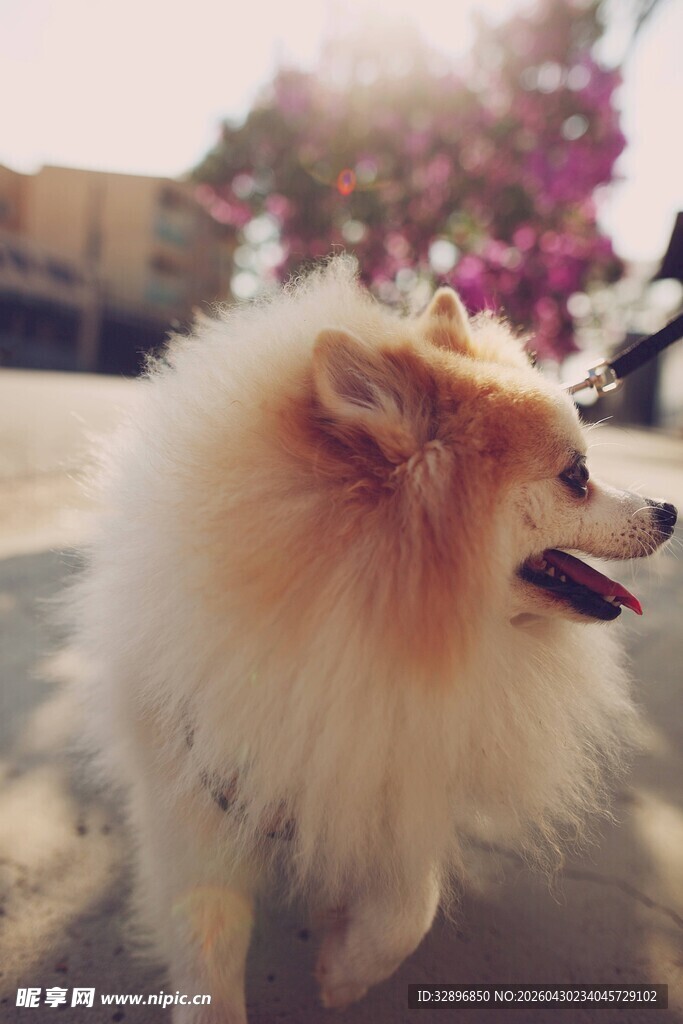 可爱博美犬户外开心模样