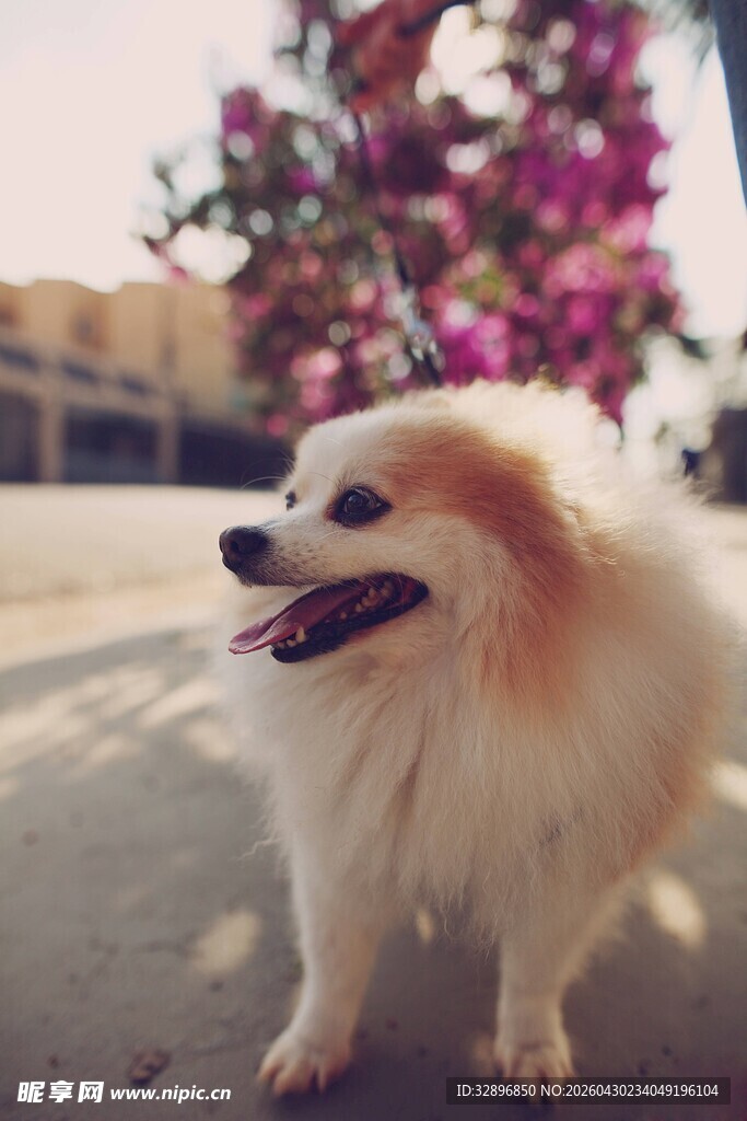 阳光下的可爱博美犬