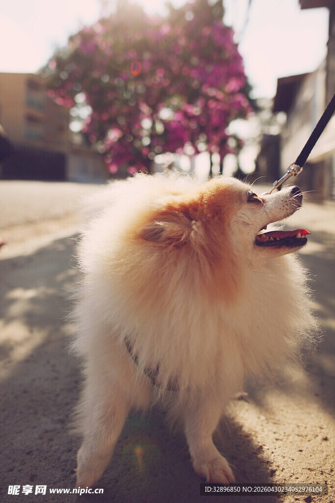 阳光下的可爱博美犬