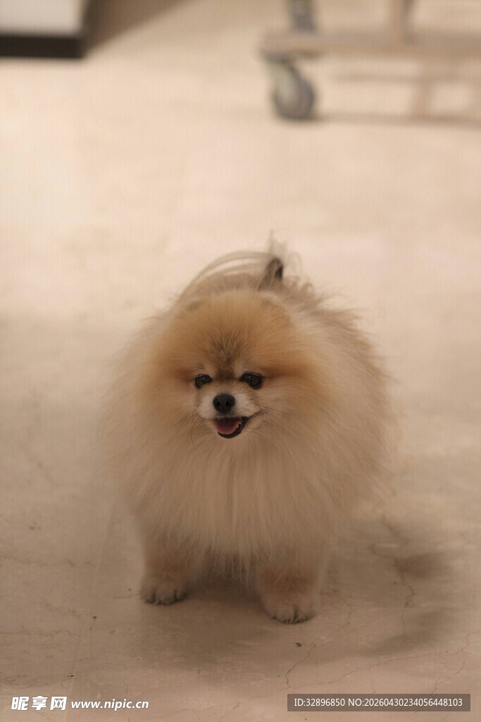 可爱博美犬站立萌态