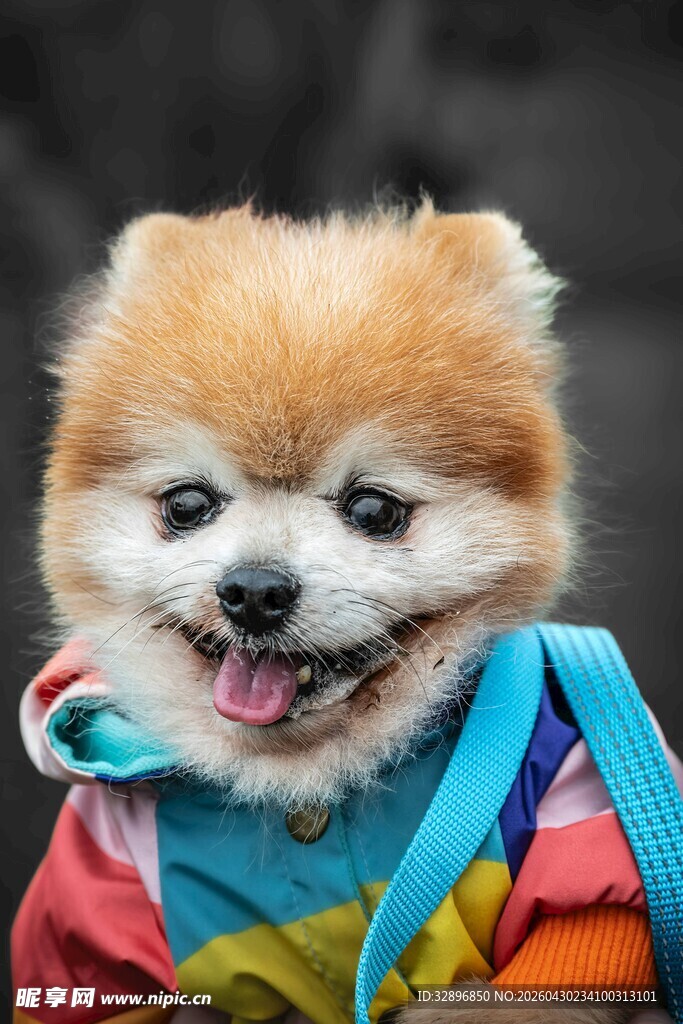 穿彩衣的可爱博美犬