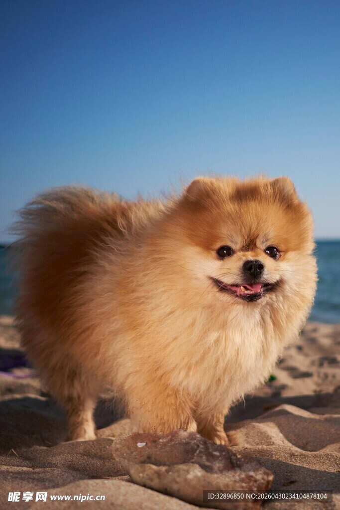 沙滩上的可爱博美犬