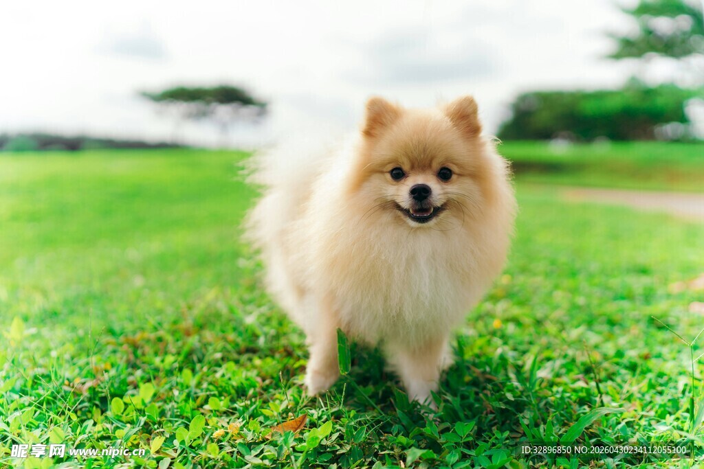 草地上的可爱博美犬
