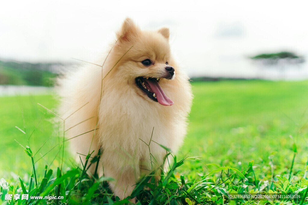 草地上的可爱博美犬