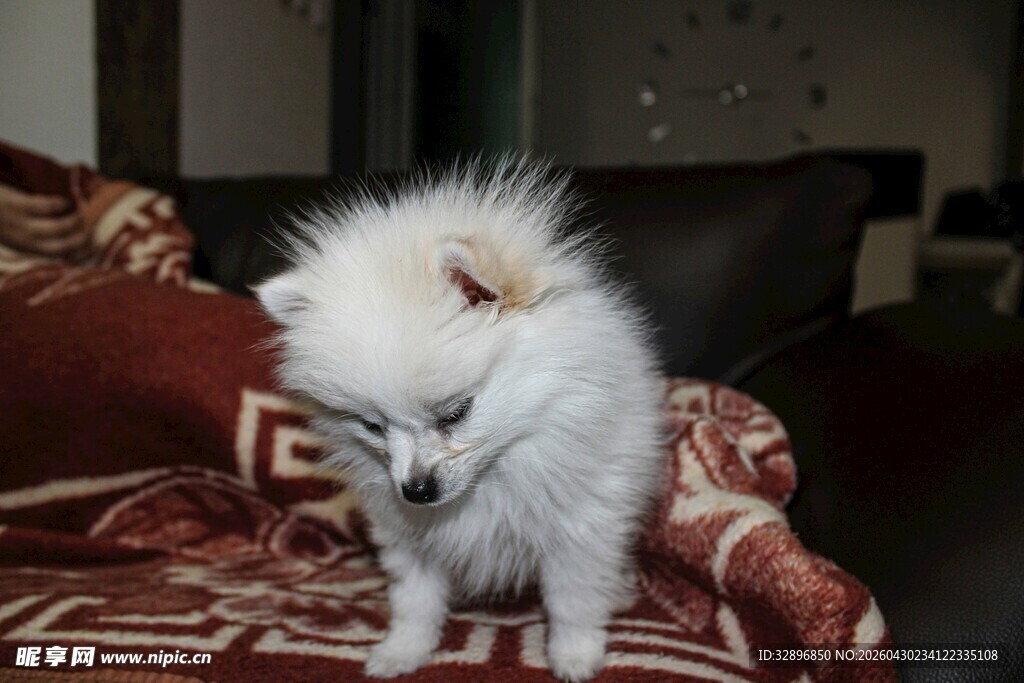 可爱博美犬于温馨家居中