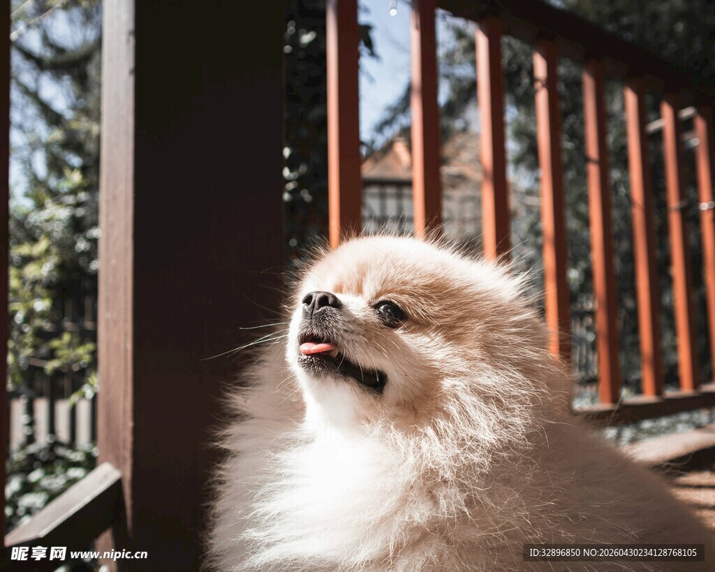 可爱博美犬仰头望景
