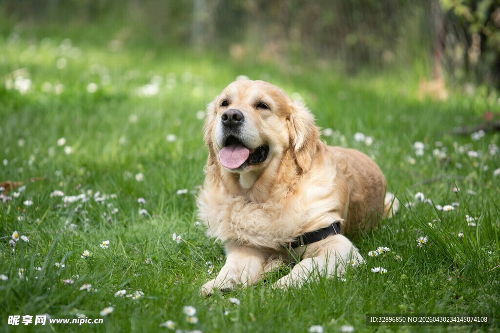 草地上惬意的金毛犬