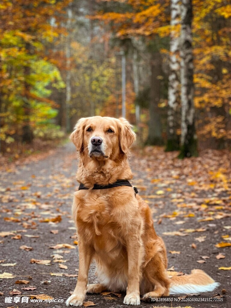 秋日林间的金毛犬