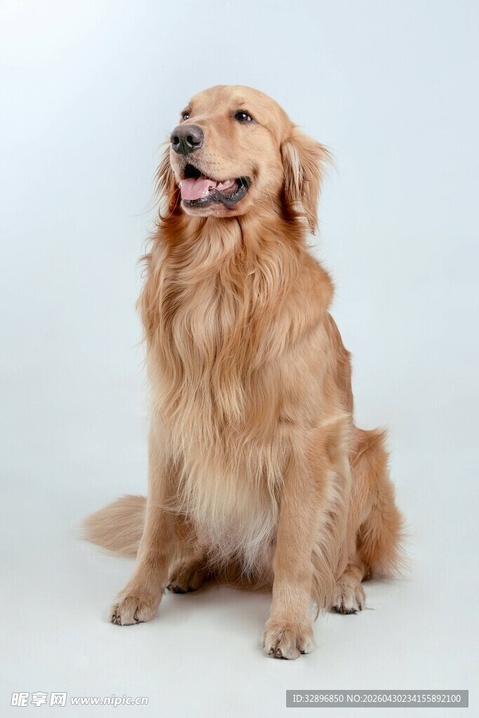 可爱金毛犬端坐卖萌