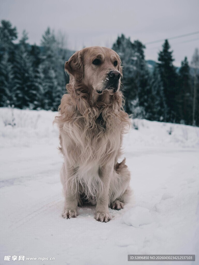 雪地中静坐的金毛犬