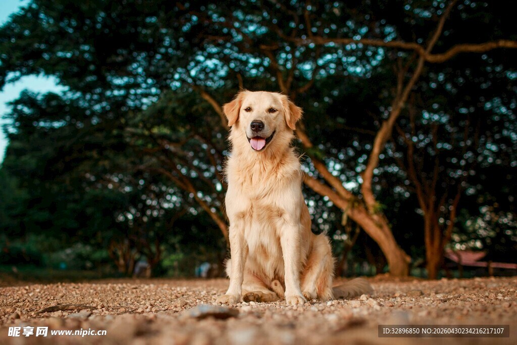 阳光下的可爱金毛犬