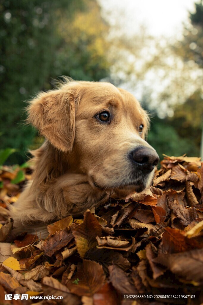 秋日落叶中的可爱金毛犬