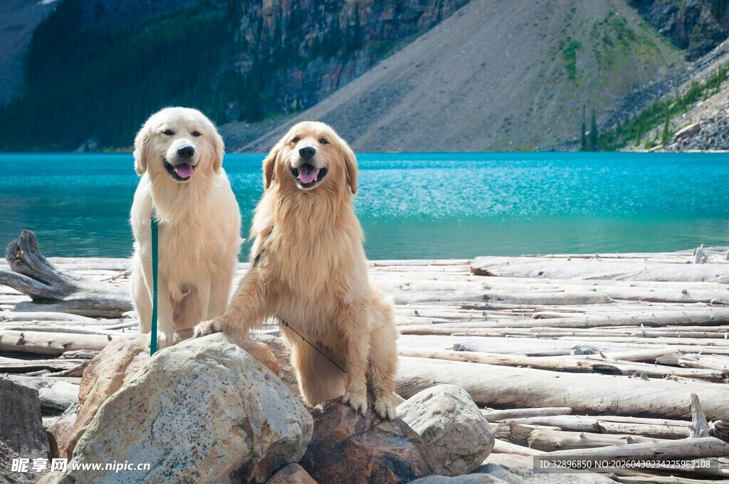 两只金毛犬于湖畔木堆旁