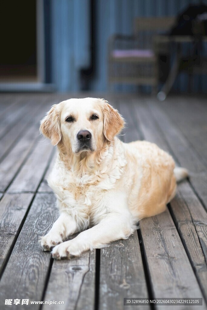 趴在木栈道上的金毛犬