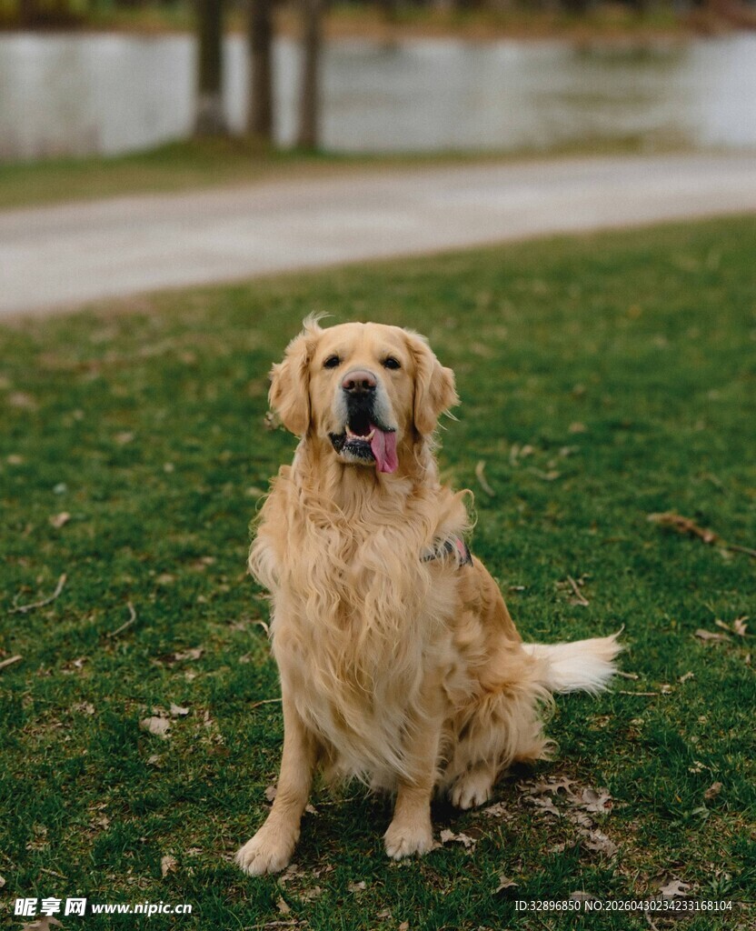 草地上的可爱金毛犬