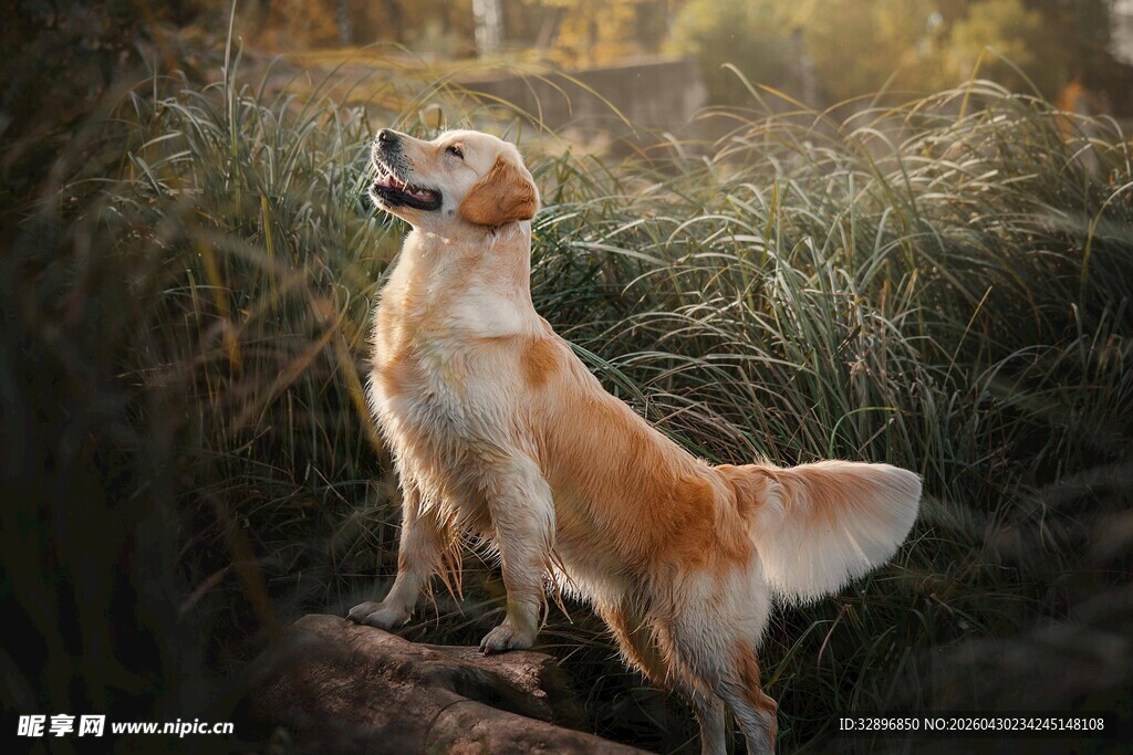 阳光下的金毛犬