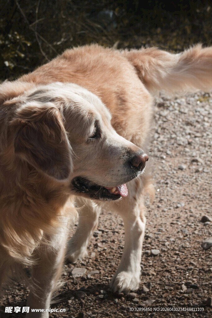 户外站立的金毛犬