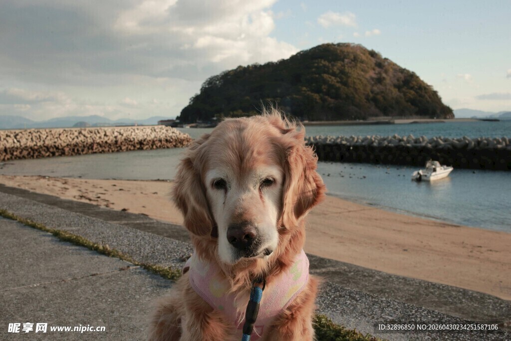 海边的金毛犬