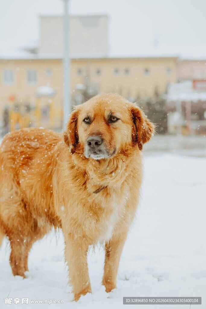 雪地中的金毛犬