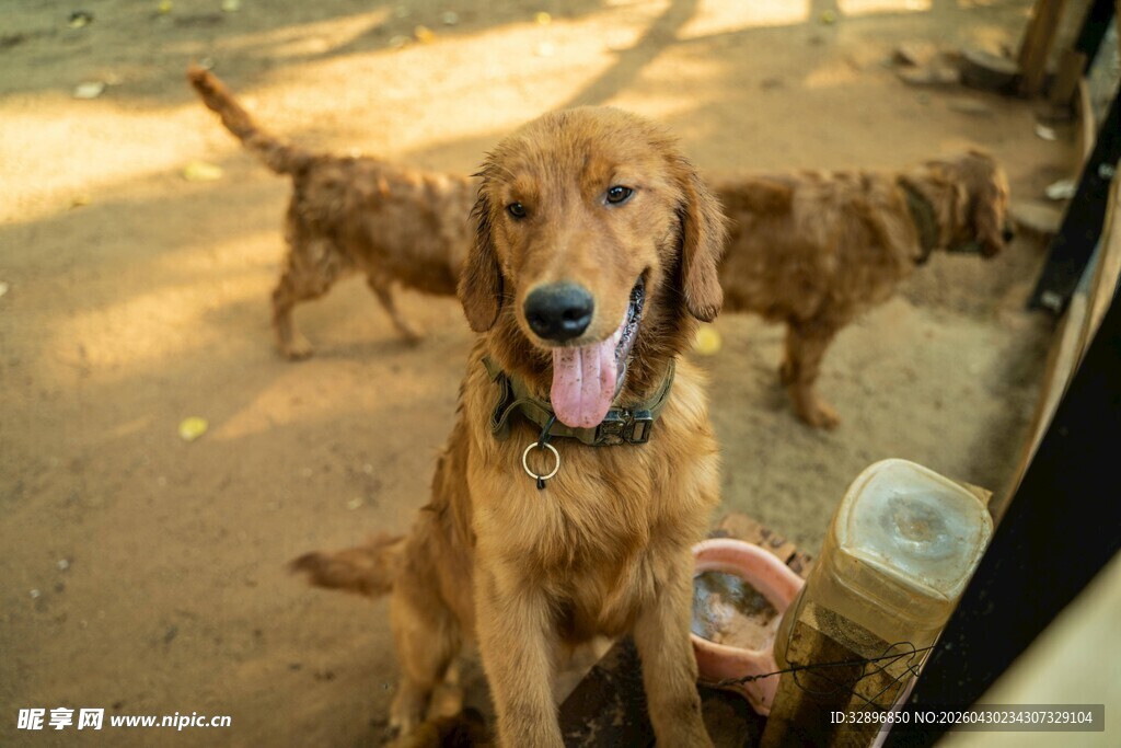 阳光下的可爱金毛犬