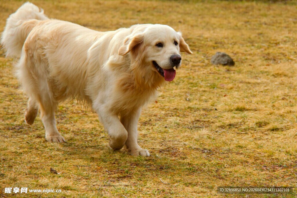 漫步草地的金毛犬