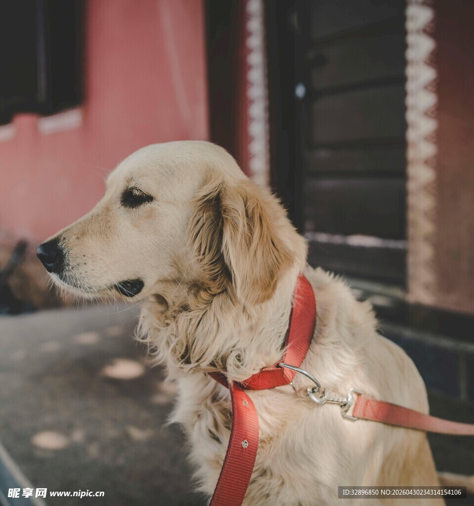 拴着红绳的金毛犬
