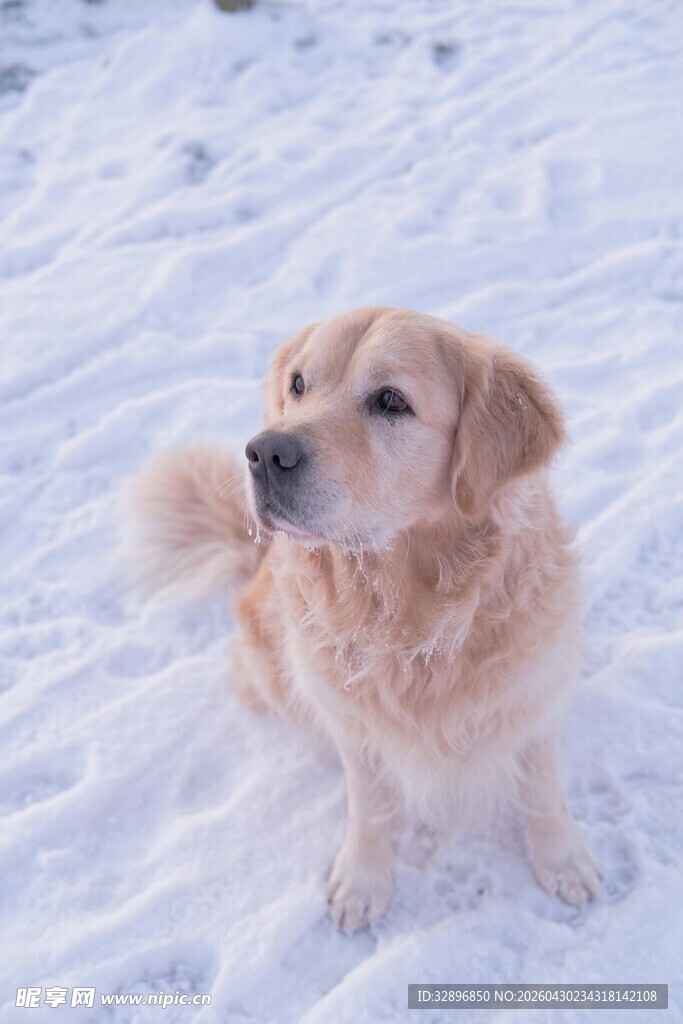 雪地中的金毛犬