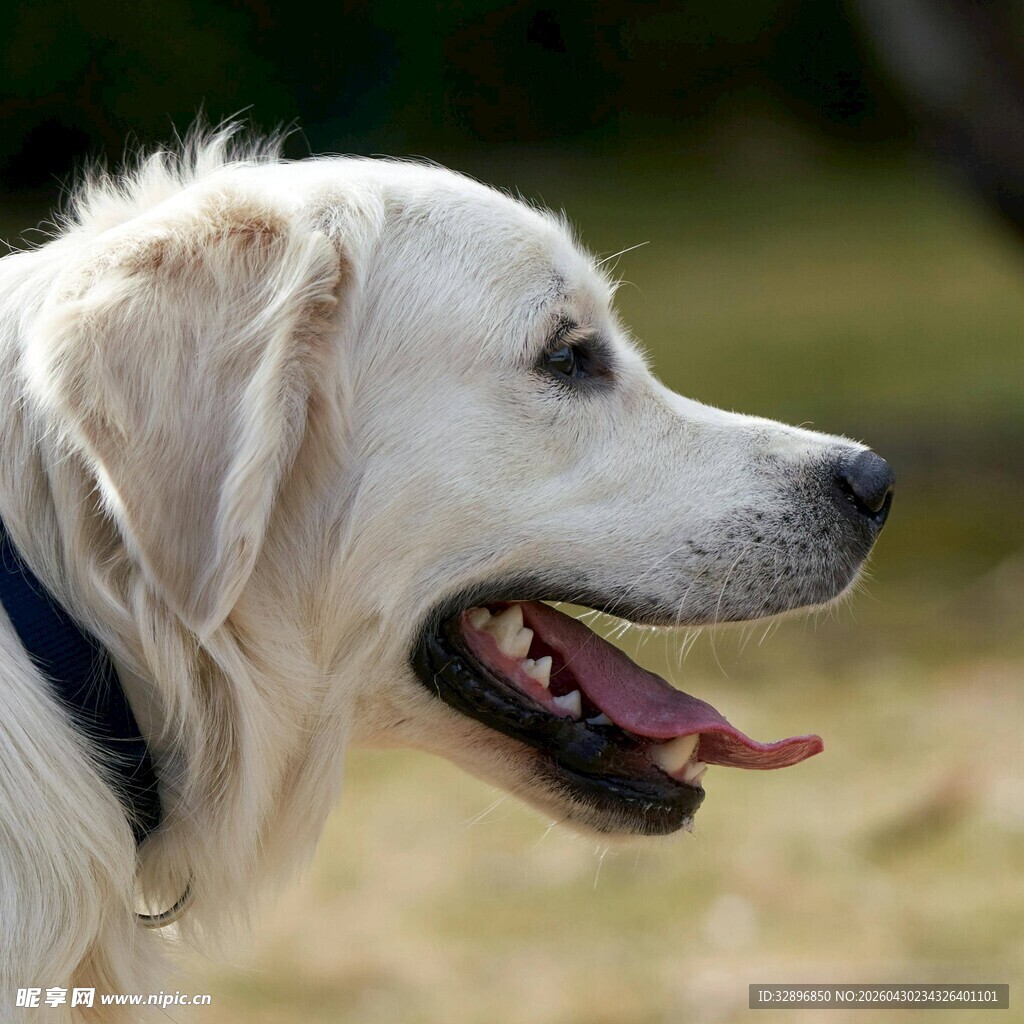 可爱金毛犬张嘴吐舌瞬间
