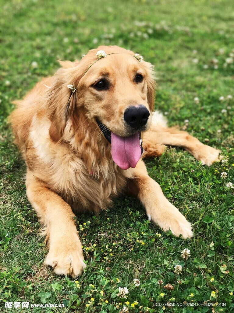 草地上惬意的金毛犬