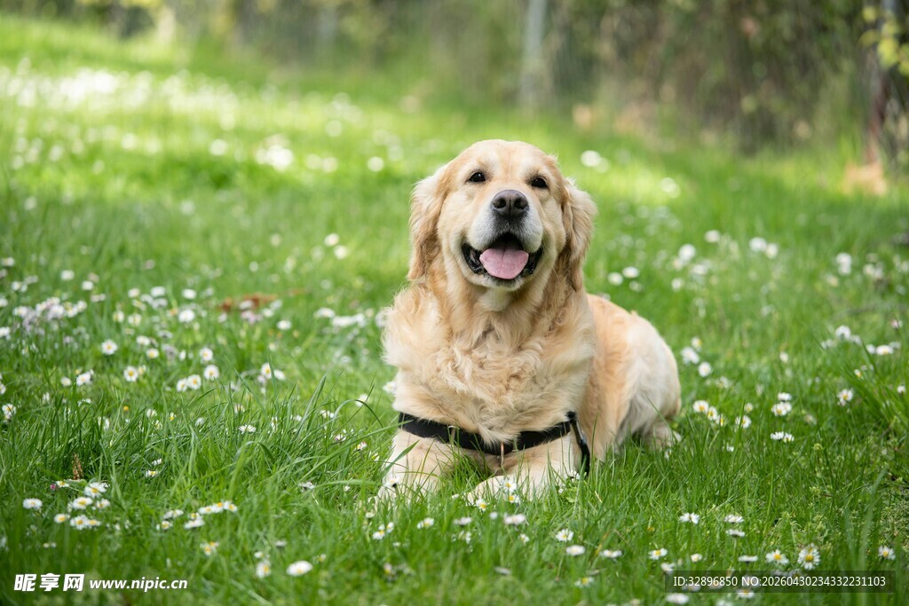 草地上的金毛犬