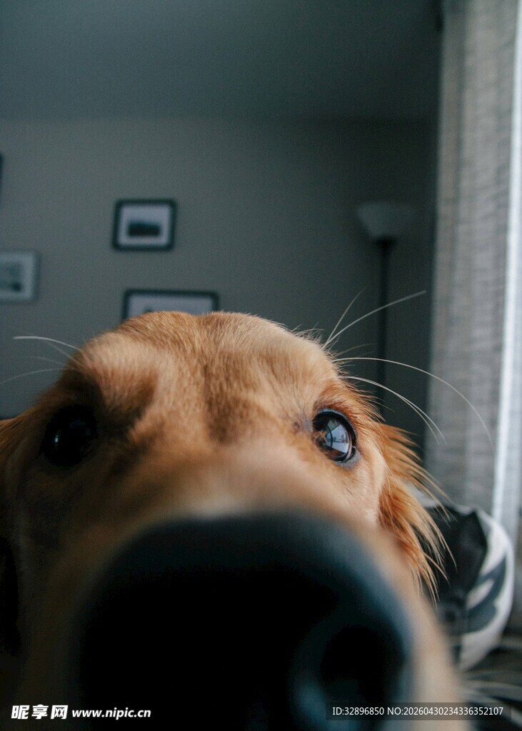 近景金毛犬的可爱模样