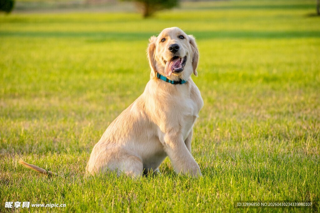 草地上的快乐金毛犬