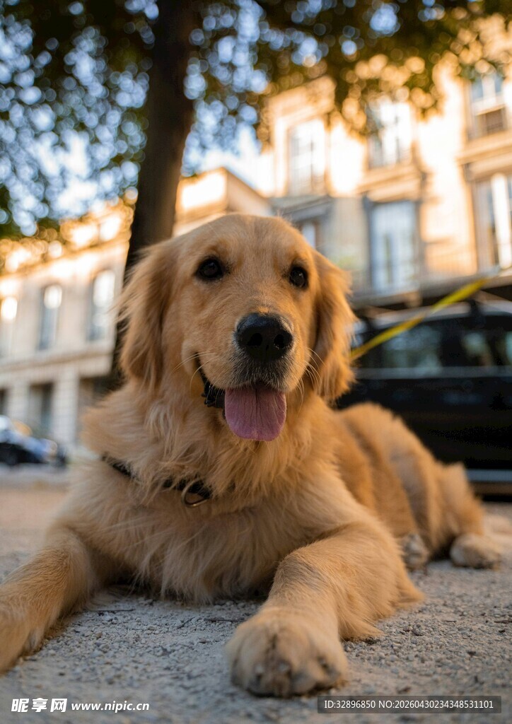 阳光下惬意的金毛犬